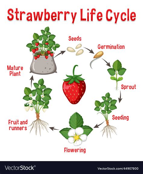 Life cycle of strawberry diagram Royalty Free Vector Image