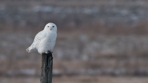 Snowy Owl Hunting photo - Raymond J Barlow photos at pbase.com