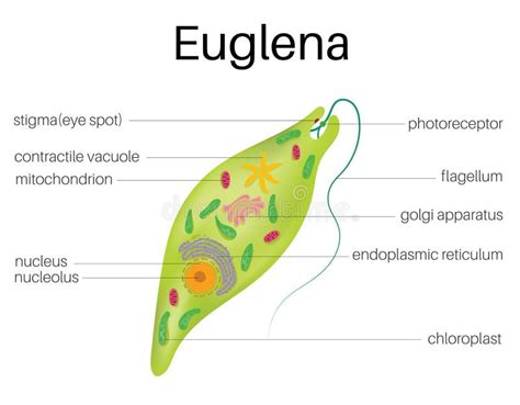 Illustration Structure of Mitochondria Stock Vector - Illustration of mitochondrial, membrane ...