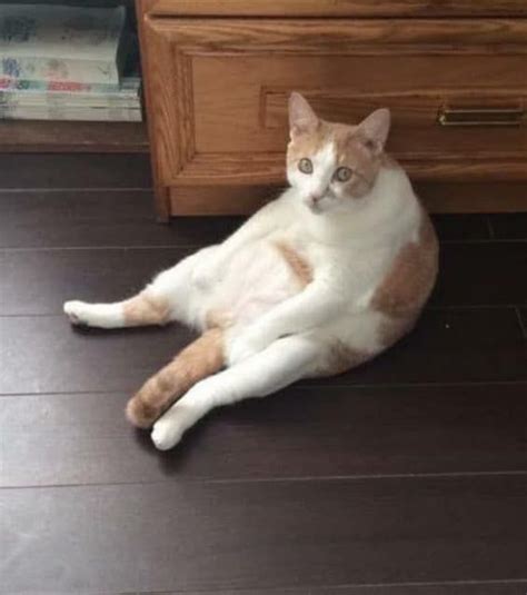 an orange and white cat laying on the floor next to a wooden dresser ...