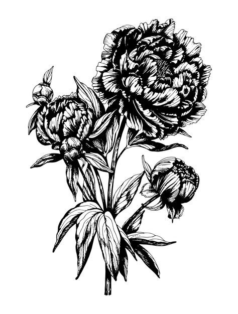 Premium Vector | Peony flower sketch branch flowering peony buds ...