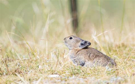 Eradication of Small Mammals Is Harming Vital Ecosystems