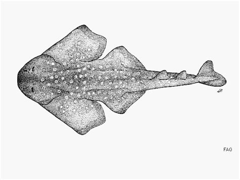 African Angelshark | Squatina africana | Shark Database