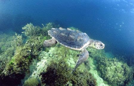 What Is The Habitat Of A Loggerhead Sea Turtle