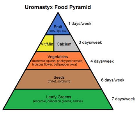 Uromastyx Food Pyramid - Complete Critter