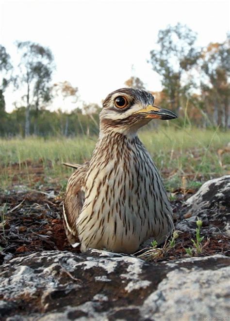 biomorphosis:Stone Curlew incubating eggs. Keeping a low profile is what the stone curlew does ...