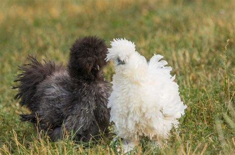 Silkie chicken breed guide – Artofit