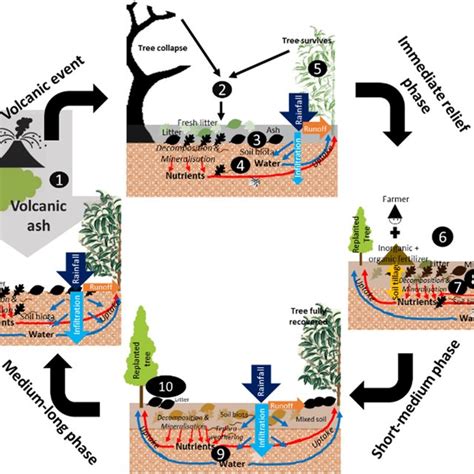 The conceptual diagram on volcanic ash deposition impacts on plant and ...