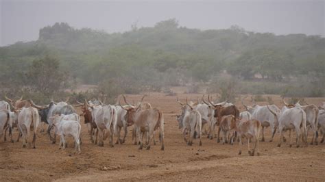 Pastoralism, farming and a changing climate in the Sahel region | SEI