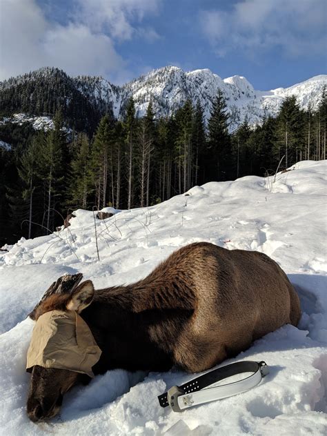 Roosevelt Elk Habitat Project on Vancouver Island Receives Part of $9.3 ...