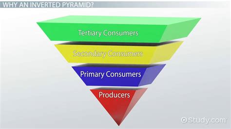 Biomass Pyramid Ocean