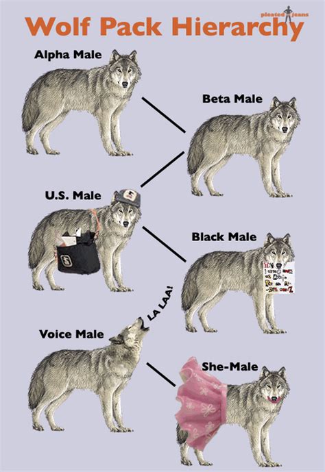 Wolf Pack Hierarchy : pics