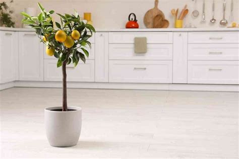 Fresh Citrus All Year Round: Growing An Indoor Lemon Tree