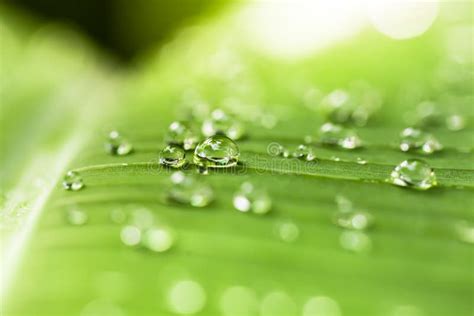 The Water Droplets on the Leaves Stock Image - Image of environment ...