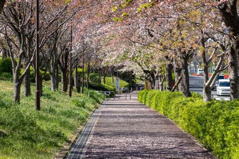 Arakawa River Cherry Blossoms in Japan Tokyo Editorial Stock Photo - Image of famous, nature ...