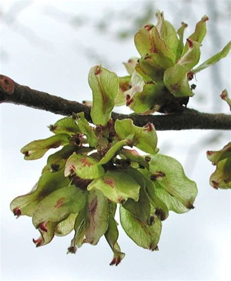 Wych Elm flowers and fruit - Tree Guide UK - Wych elm