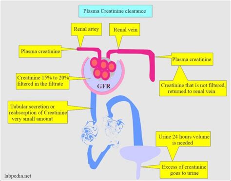 creatinine clearance (CrC) test, Glomerular filtration rate (GFR)