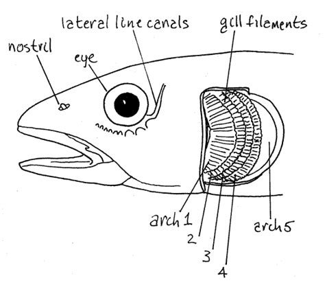 How Do Fish Smell Underwater 2024 Atlantic Hurricane Season: NOAA Predicts Above-Normal ...