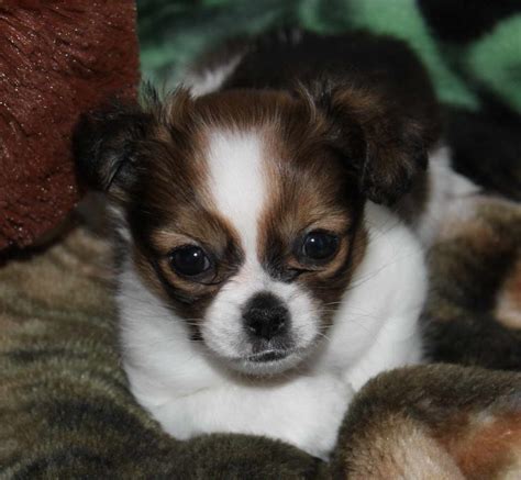 Chihuahua Shih Tzu Mix Puppy For Sale