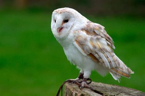 Powerful Owl - The Australian Museum