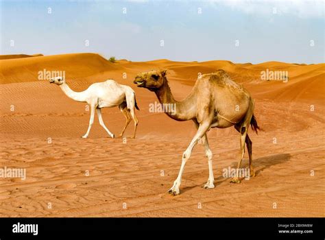 Dubai animals hi-res stock photography and images - Alamy