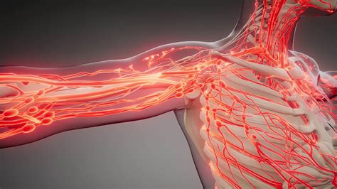 What Are The Major Blood Vessels In The Body / Circulatory Blood Vessels / Between ventricle and ...