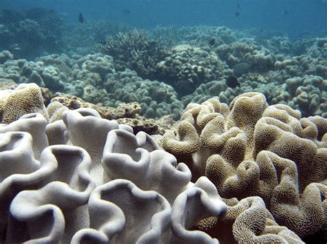 Corals and climate change: How sea anemones are paving the way for coral reef conservation on ...