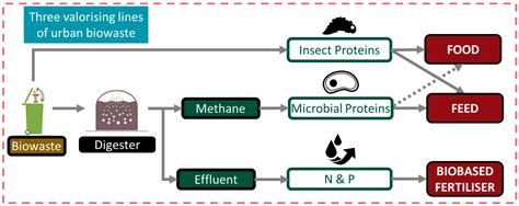 Sustainability | Free Full-Text | Unlocking New Value from Urban Biowaste: LCA of the VALUEWASTE ...