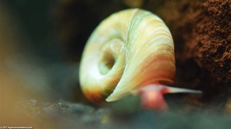 Ramshorn Snail Care, Size, Food, Reproduction, Lifespan & Tankmates