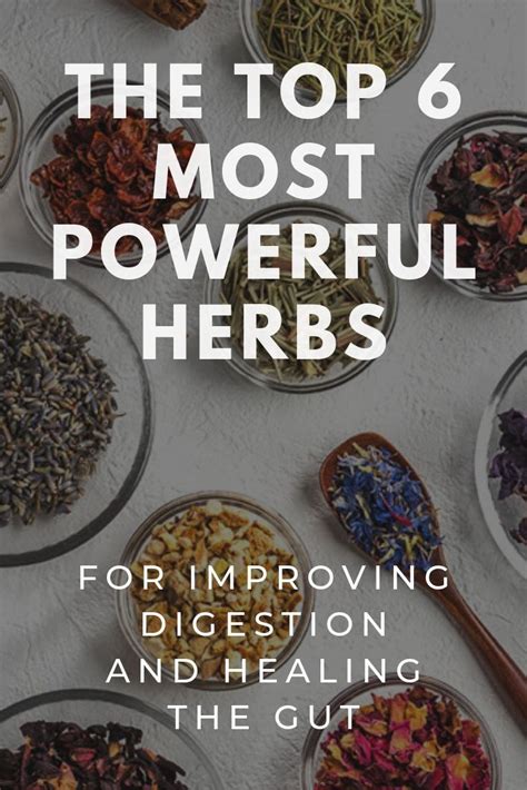 The 6 Most Powerful Herbs on the Planet for Improving Digestion & Healing the Gut | Gut health ...