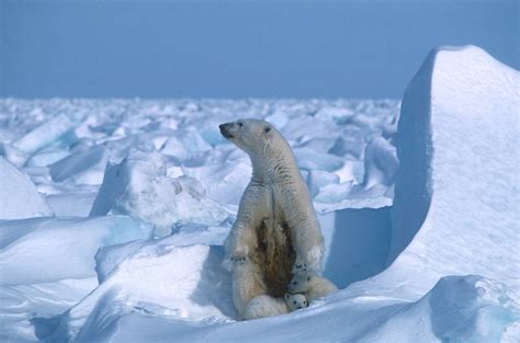 How Many Polar Bears Will Be Left in 2100? If Temperatures Keep Rising ...