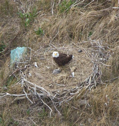 Beach-nesting eagles - The Center for Conservation Biology