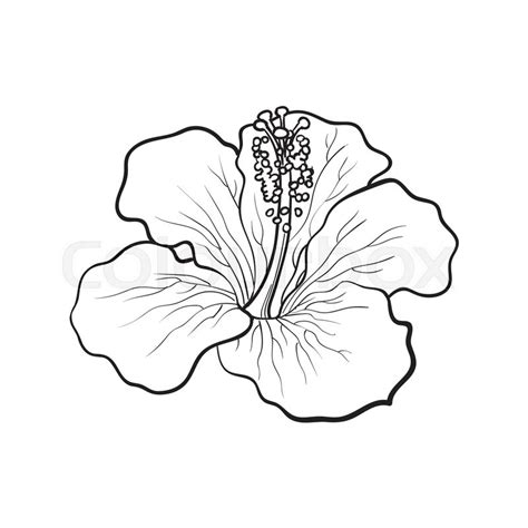 Hibiscus Flower Drawing at GetDrawings | Free download