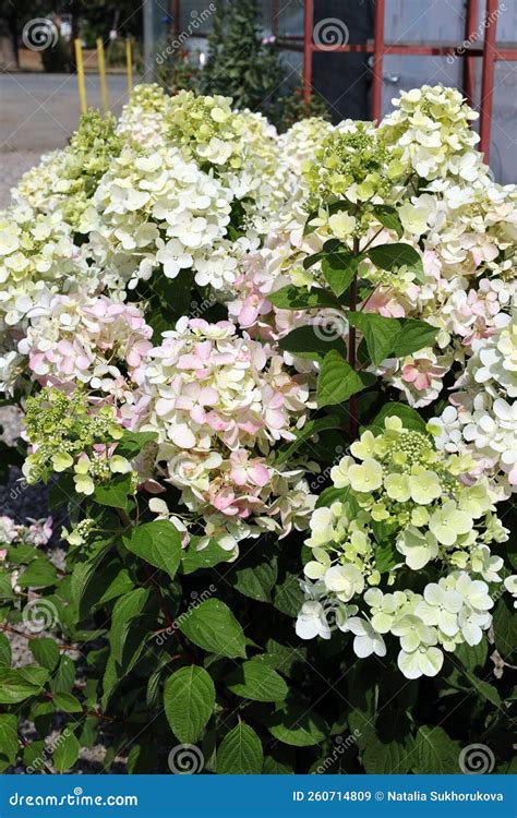 Flowering Hydrangea Bushes of Different Varieties at a Garden Exhibition Stock Image - Image of ...