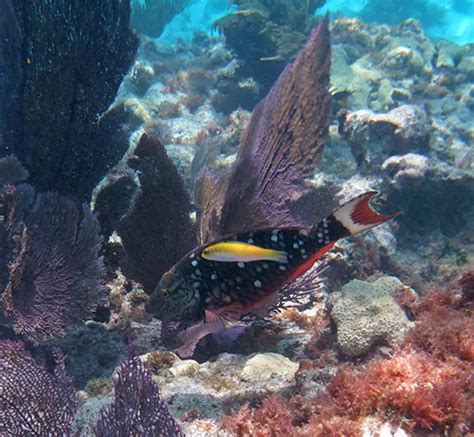 Snorkeling Sombrero Reef - A Super Treat! See Pictures