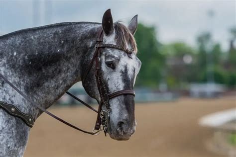 What Is A Grey Sabino Horse Color? - Best Horse Rider