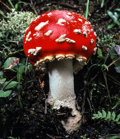 California Fungi: Amanita muscaria