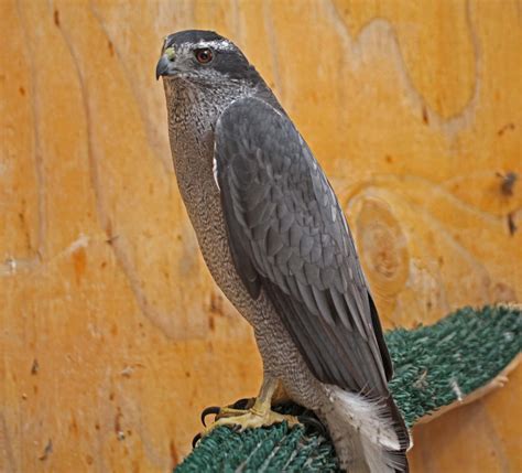 Pictures and information on Northern Goshawk