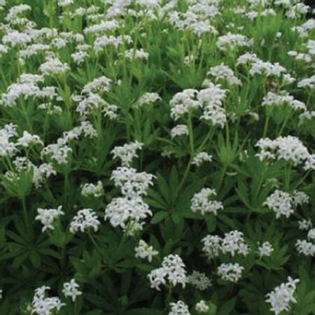 Sweet Woodruff, Galium Odoratum Seeds | Urban Farmer