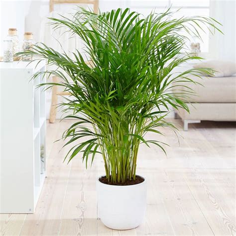 Indoor Palm Plants Care Tips Types Of Indoor Palm Plants, 54% OFF