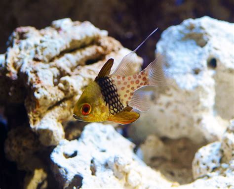 Virginia Living Museum | Video of the Week! - Coral Reef: engineer goby feeding | Virginia ...