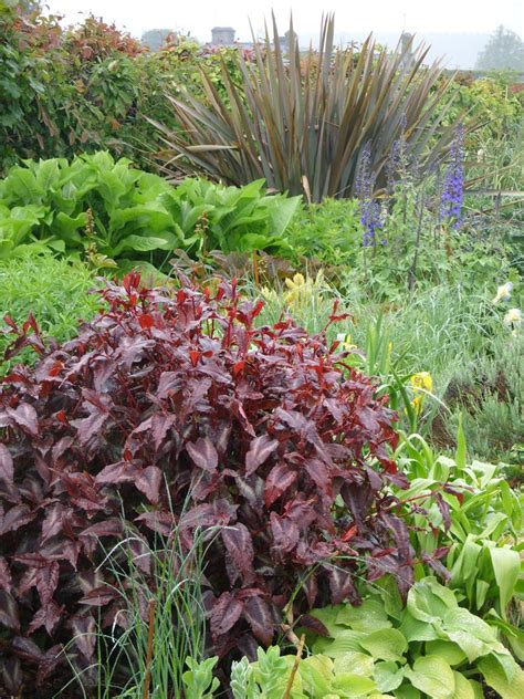 Burgundy Plants and Flowers | HGTV