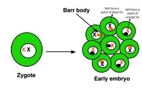 Calico Cats Are A Walking Genetics Lesson | American Council on Science ...