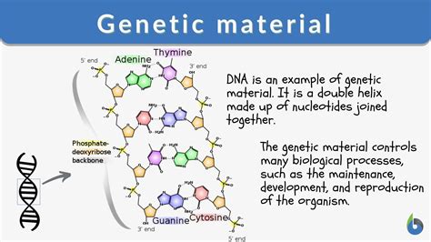 Genetic material - Definition and Examples - Biology Online Dictionary