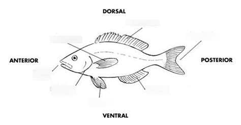 Life Science, Chapter 14, Phylum Chordata Diagram | Quizlet