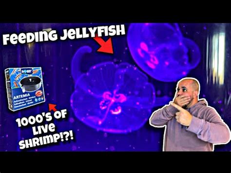 Feeding Jellyfish LIVE FOOD For first time! (Moon Jellyfish Care) - YouTube