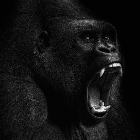 Gorilla Roar - Poster - Artistic Lab