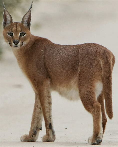 Caracal Kittens Domestic