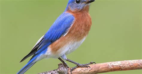 What is the State Bird of New York? (And Why?) | Birdfact