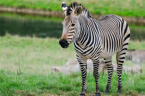 How Many Types Of Zebras Are There? - WorldAtlas